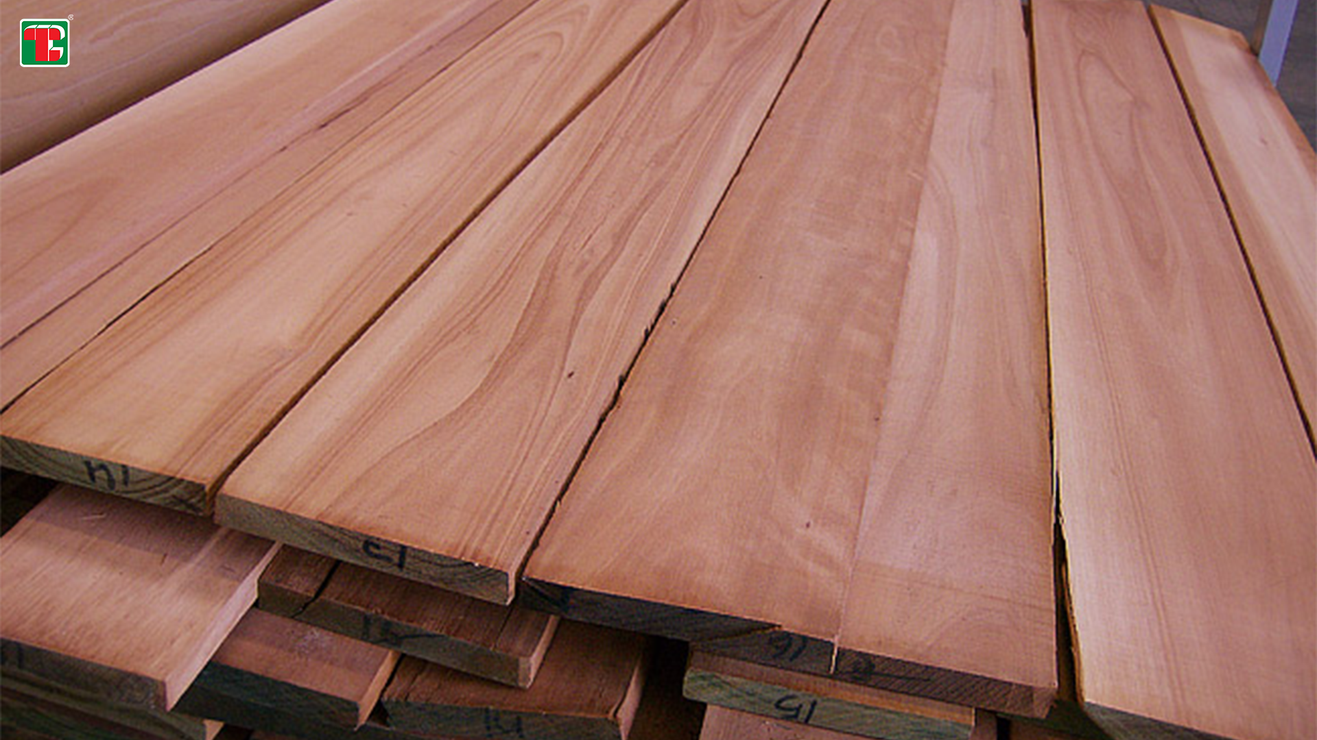 Kayu eucalyptus