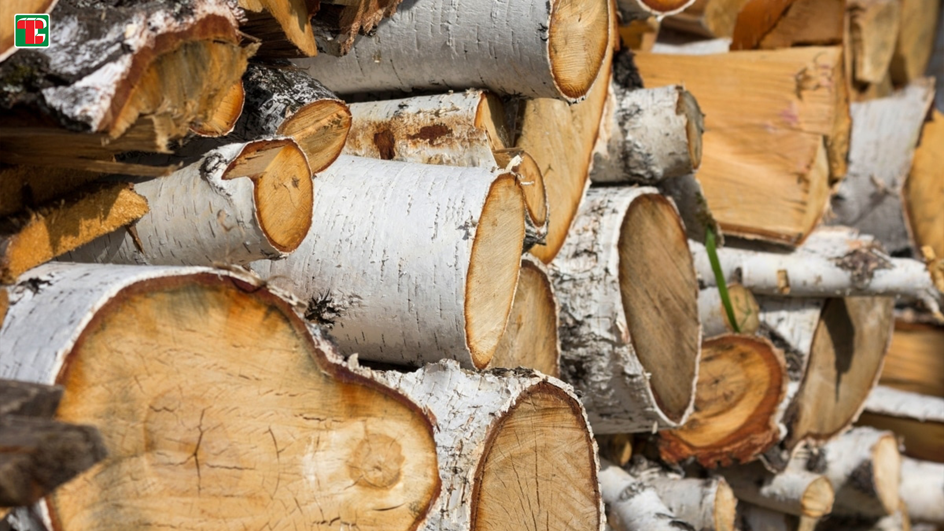 kayu birch